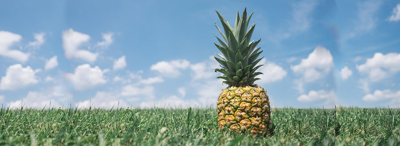 Une culture intercalaire de l’ananas